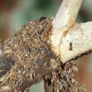 Papyrius nitidus at Red Hill, ACT - suppressed