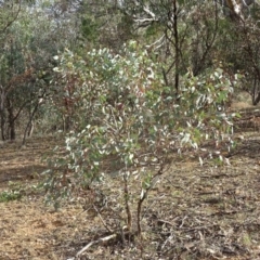 Papyrius nitidus at Red Hill, ACT - suppressed