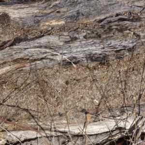 Papyrius nitidus at Red Hill, ACT - suppressed