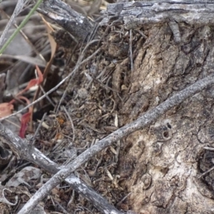 Papyrius nitidus at Red Hill, ACT - suppressed