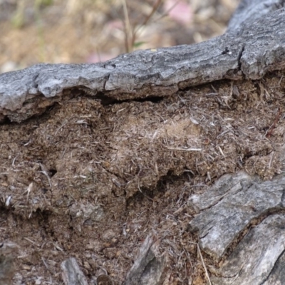 Papyrius nitidus (Shining Coconut Ant) at Red Hill Nature Reserve - 24 Mar 2018 by roymcd