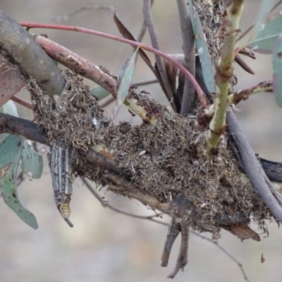 Papyrius nitidus (Shining Coconut Ant) at Red Hill, ACT - 24 Mar 2018 by roymcd