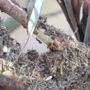 Papyrius nitidus at Red Hill, ACT - suppressed