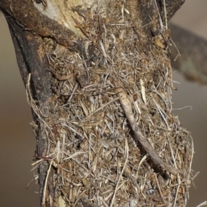 Papyrius nitidus at Red Hill, ACT - suppressed