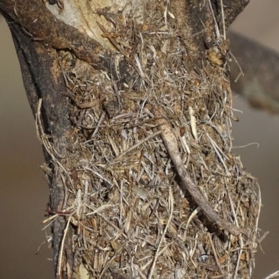 Papyrius nitidus (Shining Coconut Ant) at Red Hill Nature Reserve - 24 Mar 2018 by roymcd