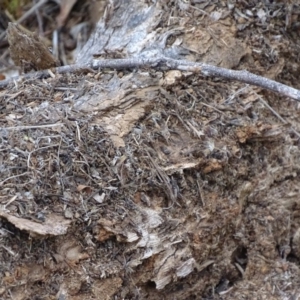 Papyrius nitidus at Red Hill, ACT - 24 Mar 2018