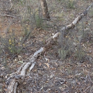 Papyrius nitidus at Red Hill, ACT - suppressed