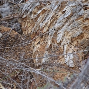 Papyrius nitidus at Red Hill, ACT - suppressed