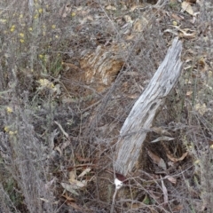 Papyrius nitidus at Red Hill, ACT - suppressed