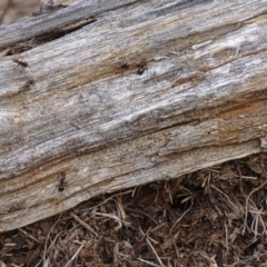 Papyrius nitidus (Shining Coconut Ant) at Red Hill Nature Reserve - 24 Mar 2018 by roymcd