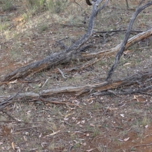 Papyrius nitidus at Red Hill, ACT - suppressed