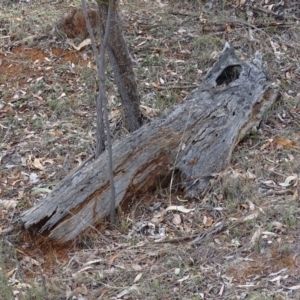 Papyrius nitidus at Red Hill, ACT - suppressed