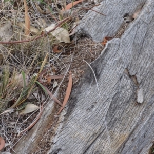 Papyrius nitidus at Red Hill, ACT - 24 Mar 2018