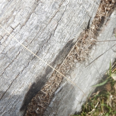 Papyrius nitidus (Shining Coconut Ant) at Red Hill, ACT - 24 Mar 2018 by MichaelMulvaney