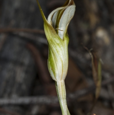 Diplodium ampliatum (Large Autumn Greenhood) at Gungaderra Grasslands - 24 Mar 2018 by DerekC