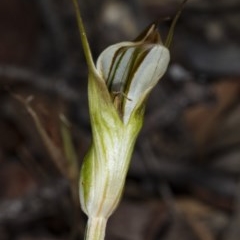 Diplodium ampliatum at Kaleen, ACT - 24 Mar 2018