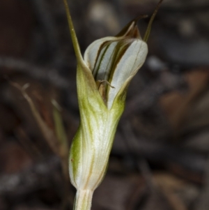 Diplodium ampliatum at Kaleen, ACT - 24 Mar 2018