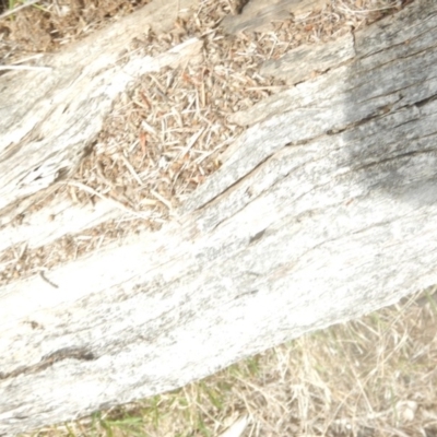 Papyrius nitidus (Shining Coconut Ant) at Red Hill Nature Reserve - 24 Mar 2018 by MichaelMulvaney