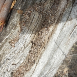 Papyrius nitidus at Red Hill, ACT - 24 Mar 2018