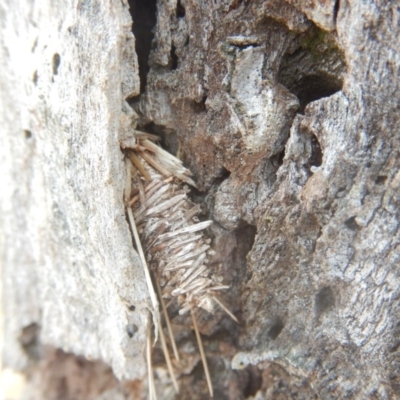 Psychidae (family) IMMATURE (Unidentified case moth or bagworm) at Red Hill Nature Reserve - 24 Mar 2018 by MichaelMulvaney