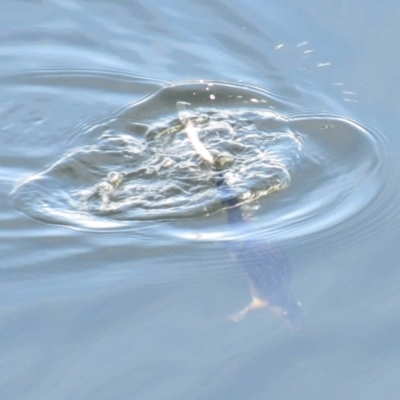 Hydromys chrysogaster (Rakali or Water Rat) at Lower Cotter Catchment - 23 Mar 2018 by KumikoCallaway