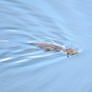 Hydromys chrysogaster at Paddys River, ACT - 24 Mar 2018 09:27 AM