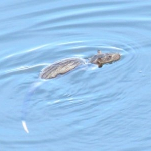 Hydromys chrysogaster at Paddys River, ACT - 24 Mar 2018 09:27 AM