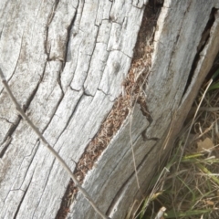 Papyrius nitidus at Garran, ACT - 24 Mar 2018