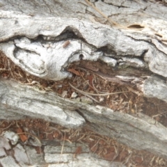 Papyrius nitidus at Garran, ACT - 24 Mar 2018