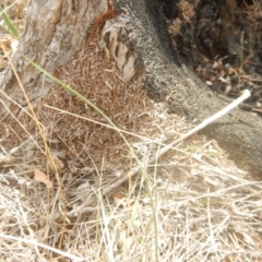 Papyrius nitidus at Garran, ACT - suppressed