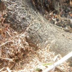 Papyrius nitidus at Garran, ACT - 24 Mar 2018