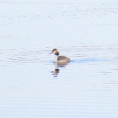 Podiceps cristatus (Great Crested Grebe) at Paddys River, ACT - 24 Mar 2018 by KumikoCallaway