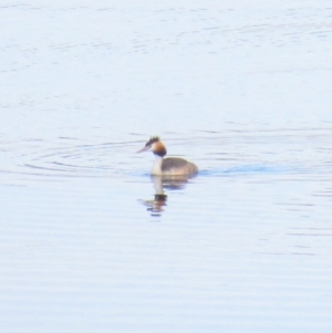 Podiceps cristatus at Paddys River, ACT - 24 Mar 2018 09:17 AM