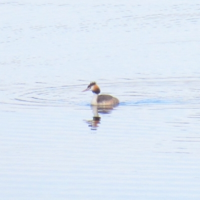 Podiceps cristatus (Great Crested Grebe) at Paddys River, ACT - 24 Mar 2018 by KumikoCallaway