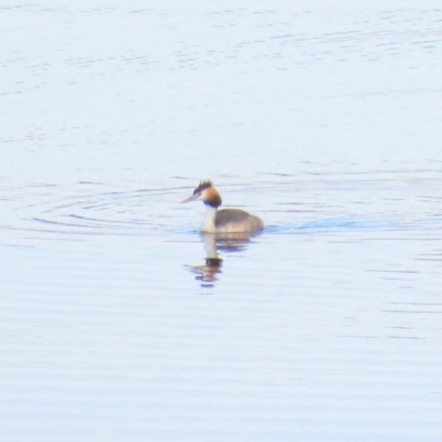 Podiceps cristatus (Great Crested Grebe) at Paddys River, ACT - 23 Mar 2018 by KumikoCallaway