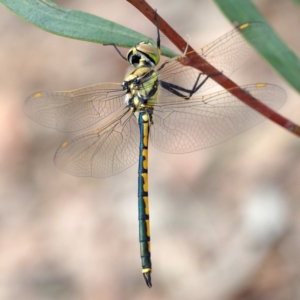 Hemicordulia tau at Acton, ACT - 24 Mar 2018