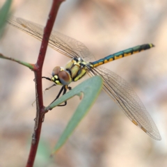 Hemicordulia tau at Acton, ACT - 24 Mar 2018