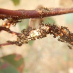 Papyrius nitidus at Garran, ACT - 24 Mar 2018