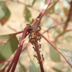 Papyrius nitidus at Garran, ACT - 24 Mar 2018