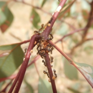 Papyrius nitidus at Garran, ACT - 24 Mar 2018