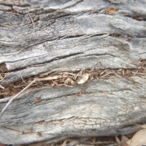 Papyrius nitidus at Garran, ACT - 24 Mar 2018