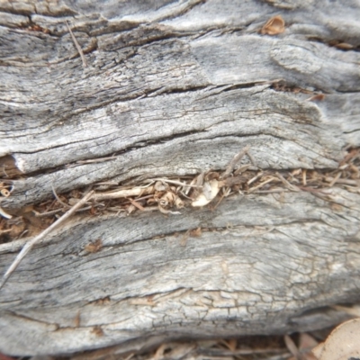 Papyrius nitidus (Shining Coconut Ant) at Red Hill Nature Reserve - 24 Mar 2018 by MichaelMulvaney