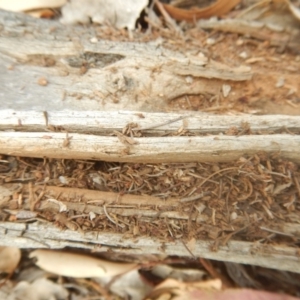 Papyrius nitidus at Garran, ACT - 24 Mar 2018