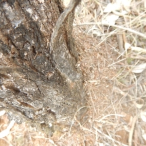 Papyrius nitidus at Garran, ACT - 24 Mar 2018