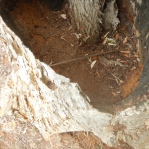 Papyrius nitidus at Garran, ACT - suppressed