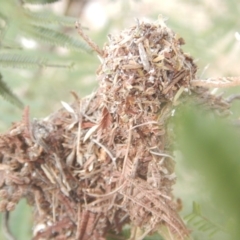 Papyrius nitidus at Garran, ACT - suppressed