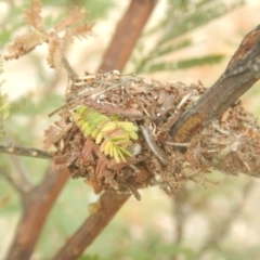 Papyrius nitidus at Garran, ACT - suppressed