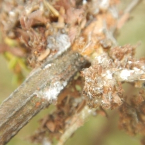 Papyrius nitidus at Garran, ACT - 24 Mar 2018