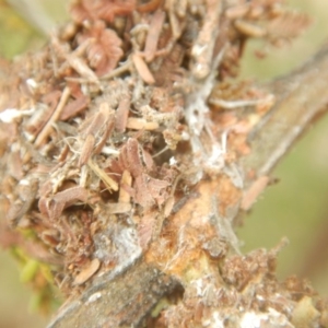 Papyrius nitidus at Garran, ACT - suppressed