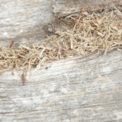 Papyrius nitidus (Shining Coconut Ant) at Garran, ACT - 24 Mar 2018 by MichaelMulvaney